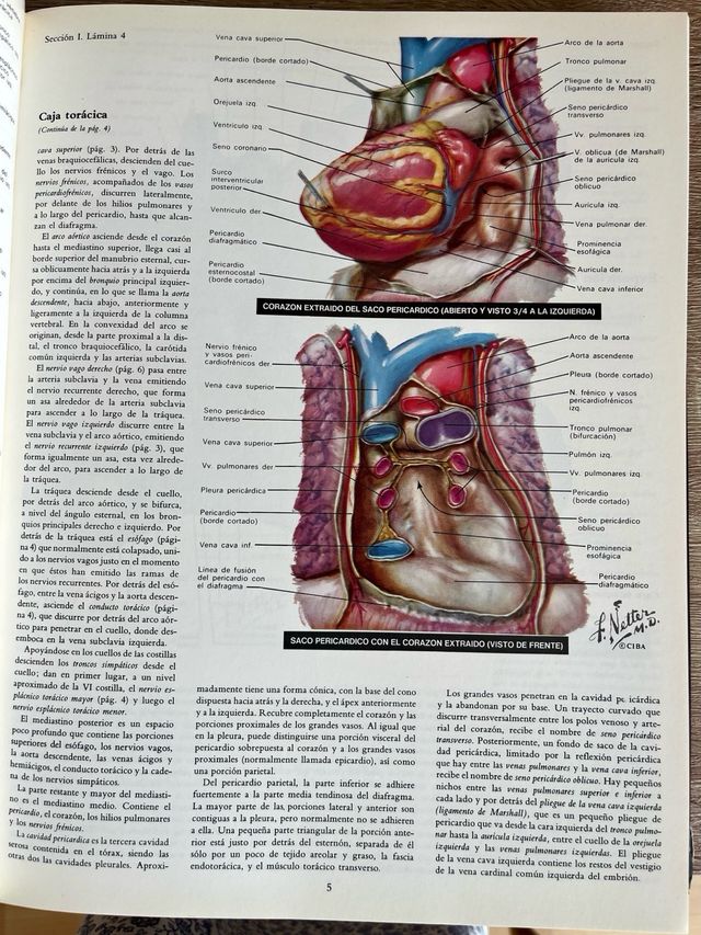 Colección Ciba de ilustraciones médicas: Corazón.