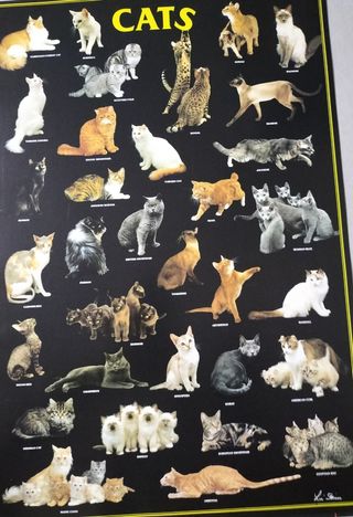 Poster Cani e Gatti