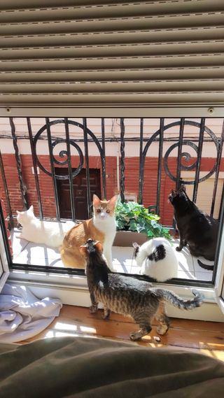 Cuidador de mascotas