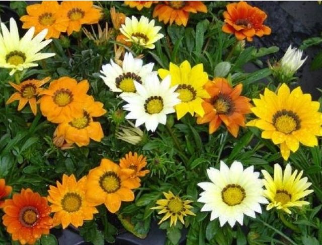 Semi di Gazania in miscuglio
