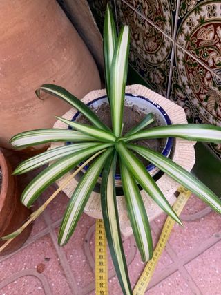 Macetero piedra tallada antiguo