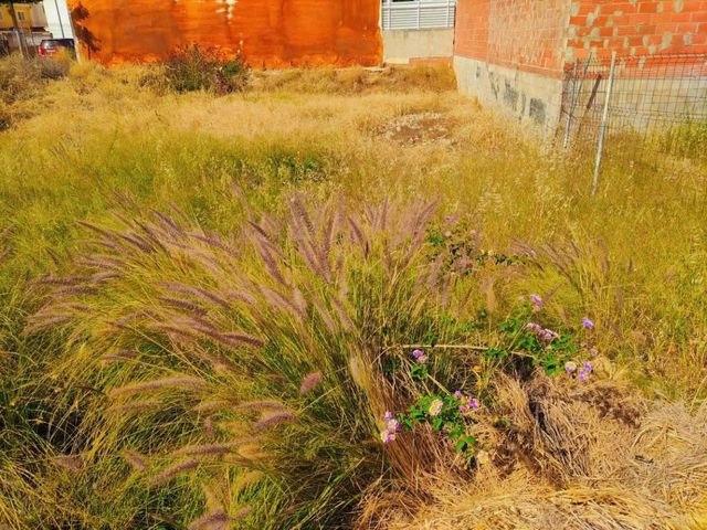 Desbroce y Limpieza de Solares 