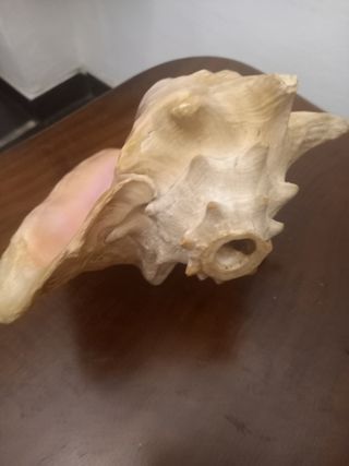 Conchiglia Caraibica Gigante