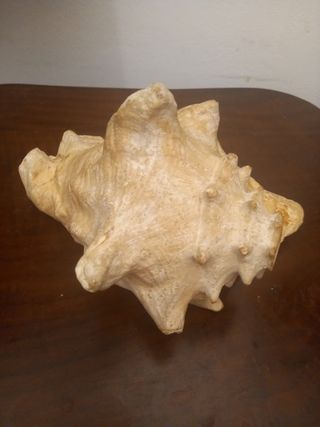 Conchiglia Caraibica Gigante