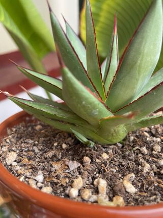 Agave Red Edge - Planta