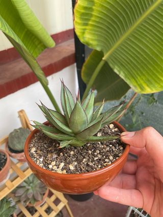 Agave Red Edge - Planta