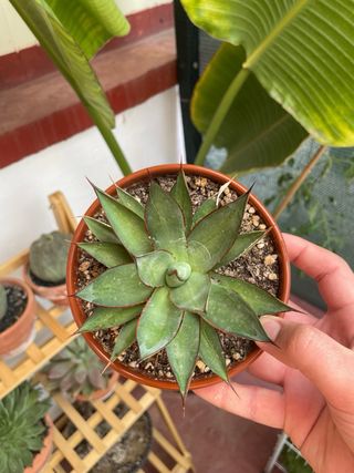 Agave Red Edge - Planta