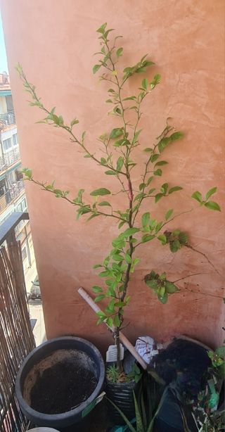 Árbol Kumquat - Planta pequeña