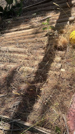 Madera: Troncos para cercas