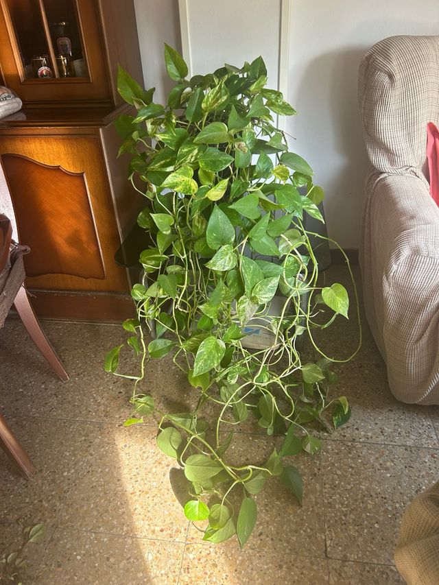 Planta Potus Marble Queen