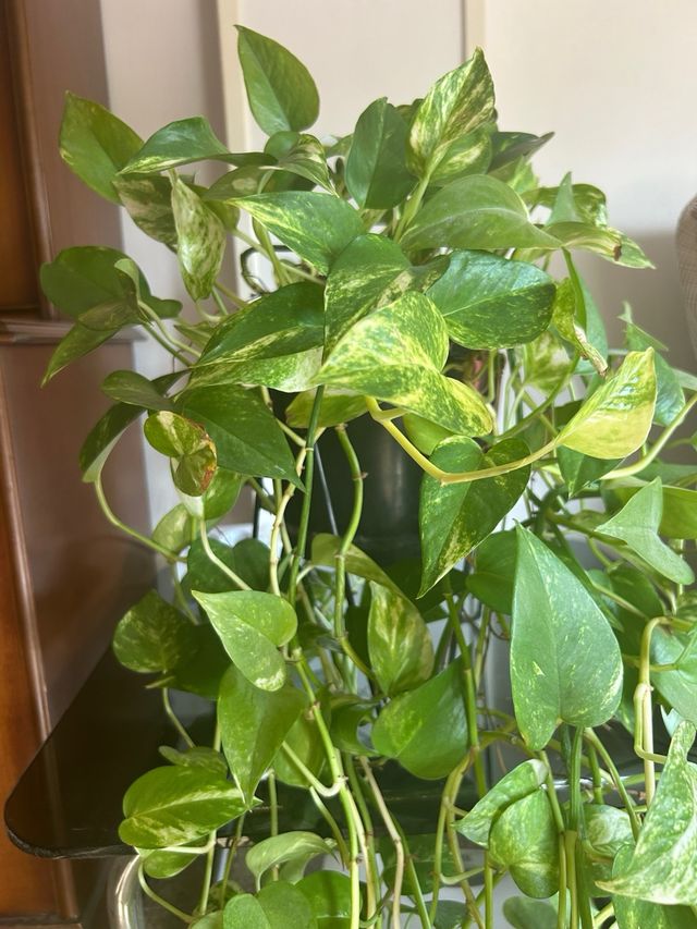 Planta Potus Marble Queen