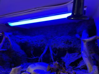 Terrario PVC Geckos Leopardo