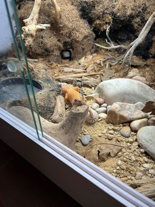 Terrario PVC Geckos Leopardo