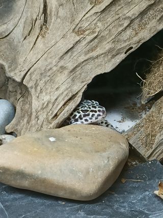 Terrario PVC Geckos Leopardo