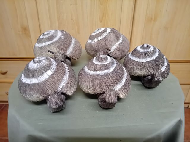 5 CARACOLES DECORATIVOS