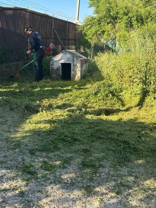Limpieza parcelas - poda árboles