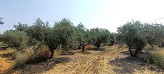Terreno en venta en La Paz en Alcalá de Guadaira