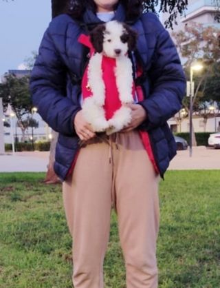 Borse per il trasporto di animali domestici -