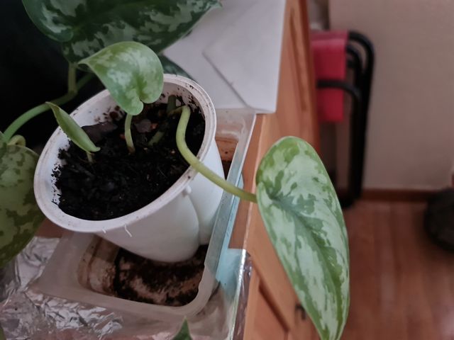 Esqueje Scindapsus Pictus Trebie