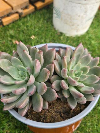 Graptopetalum Hermes - 13cm