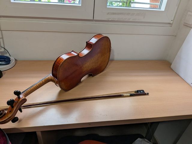 Viola profesional adulto