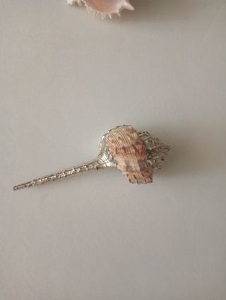 2 Conchiglie decorative