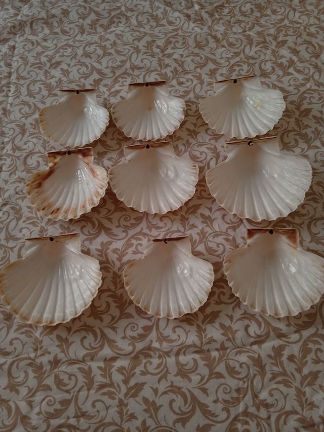 Conchas de vieiras (9 unidades).