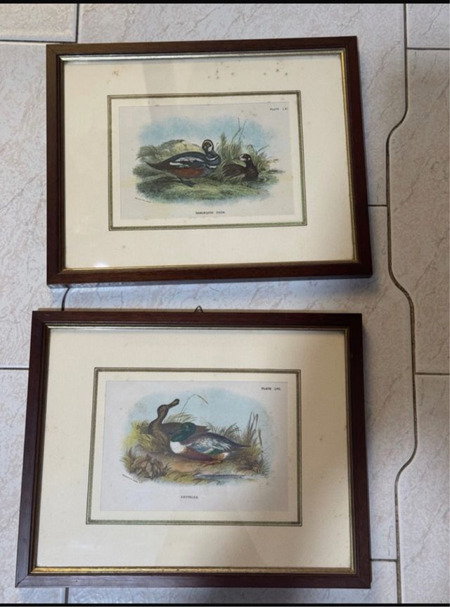 2 Stampe Antiche di Anatre