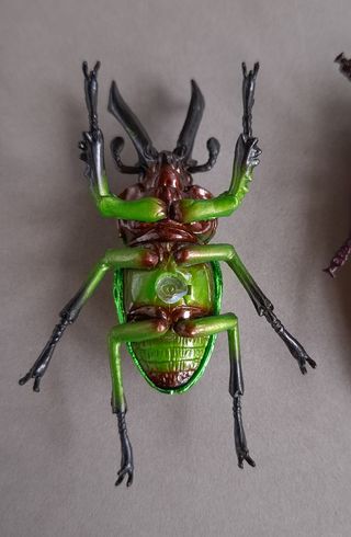 2 REPRODUCCIONES DE COLEÓPTEROS