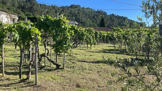 se realizan desbroces