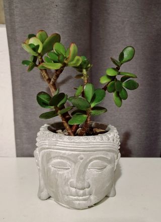 Maceta Buda gris - planta Jade