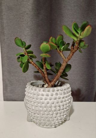 Maceta Buda gris - planta Jade