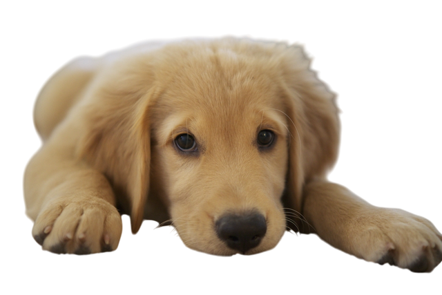 Peluche Giraffa 30 cm Pet Cani Gatti – Morbido