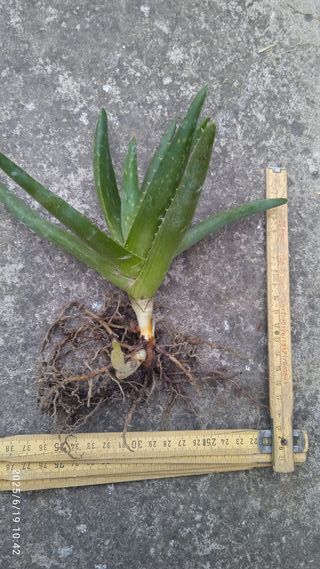 Pianta Aloe Vera - 1 pz