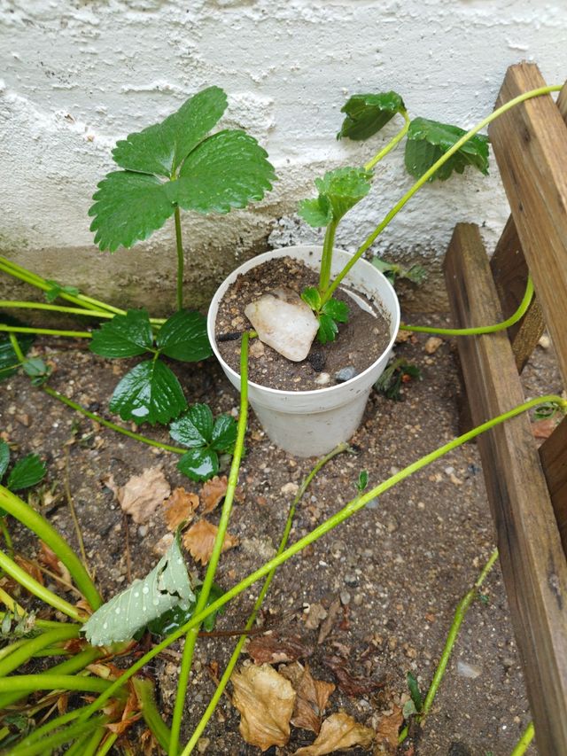 Plantón Fresas - Planta pequeña