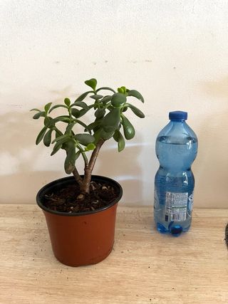 Pianta Grassa - Albero di Giada
