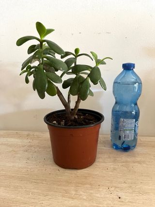 Pianta Grassa - Albero di Giada