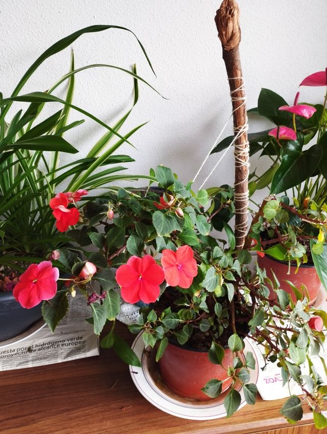 Tallo - Flores rojas