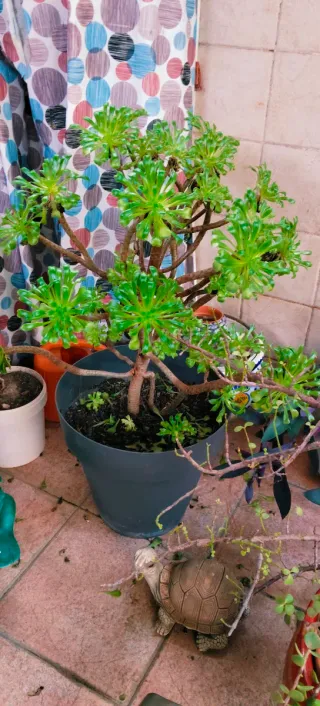 #OFERTA#PRECIOSA AEONIUM ARBOREUM.