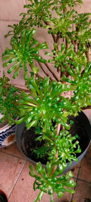 PRECIOSA AEONIUM ARBOREUM.