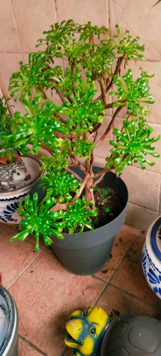 PRECIOSA AEONIUM ARBOREUM.