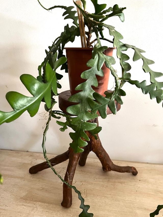 Pianta di Cactus anthonyanus selenicereus