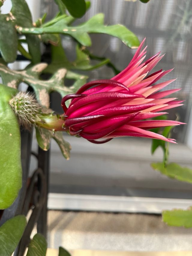 Pianta di Cactus anthonyanus selenicereus