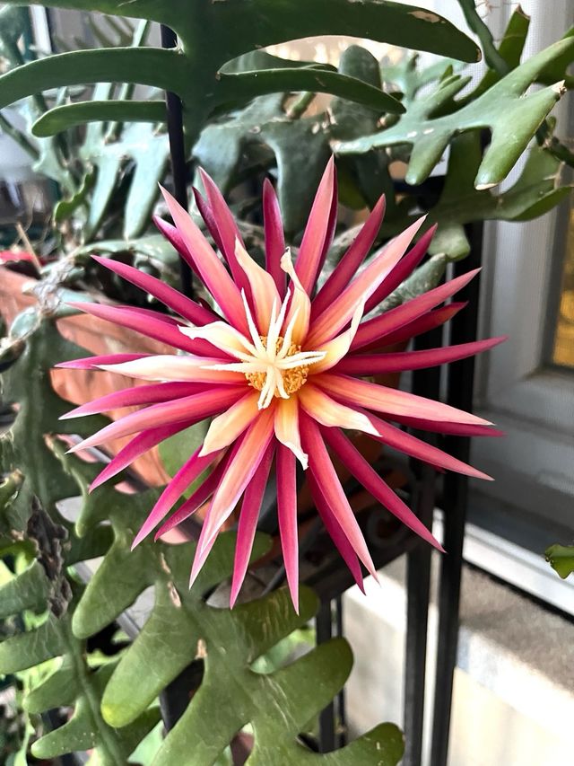 Pianta di Cactus anthonyanus selenicereus