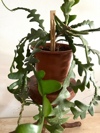 Pianta di Cactus anthonyanus selenicereus