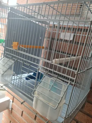 Jaula pájaros cria