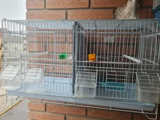 Jaula pájaros cria