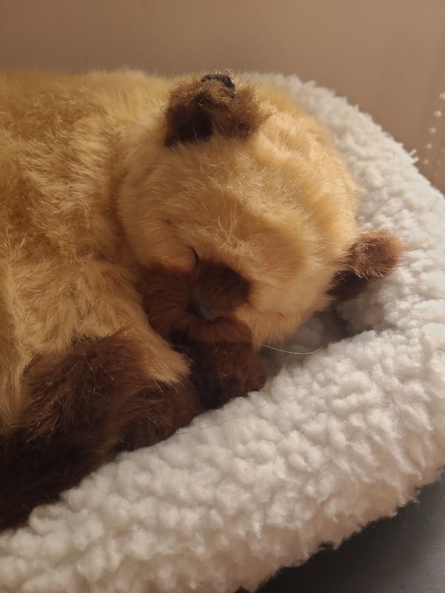 REBAJADO Gato Siames - Juguete de peluche