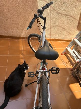 Bicicletta per bambina 24 pollici
