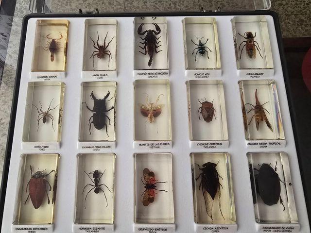 Colección insectos resina: 15 piezas